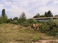11-vykácení keřů